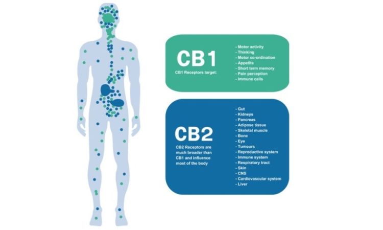 Cannabis, cannabinoids, terpenes