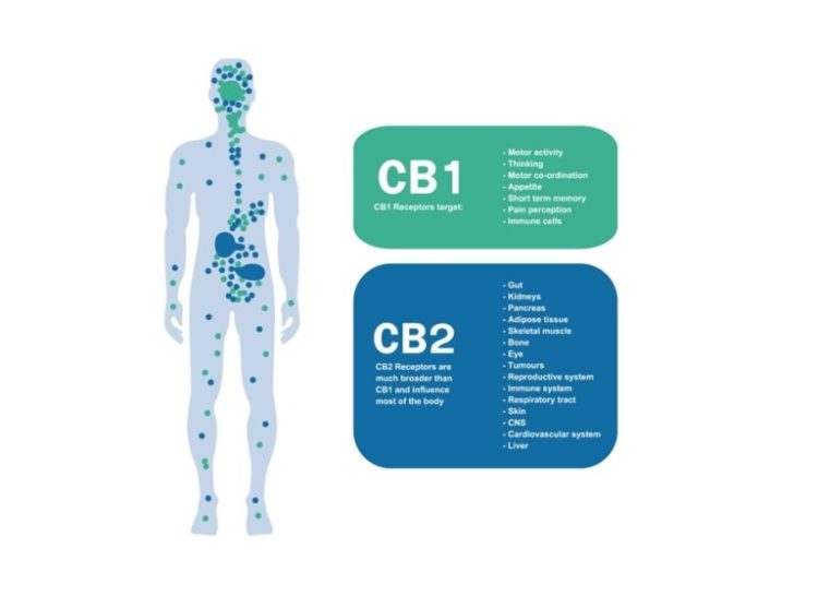 Cannabis, cannabinoids, terpenes