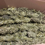 Kompolti CBD flower bulk