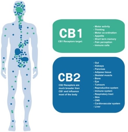 Endocannabinoid system