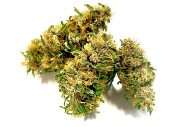 CBG Plus Flower CBG 5-6% Spain