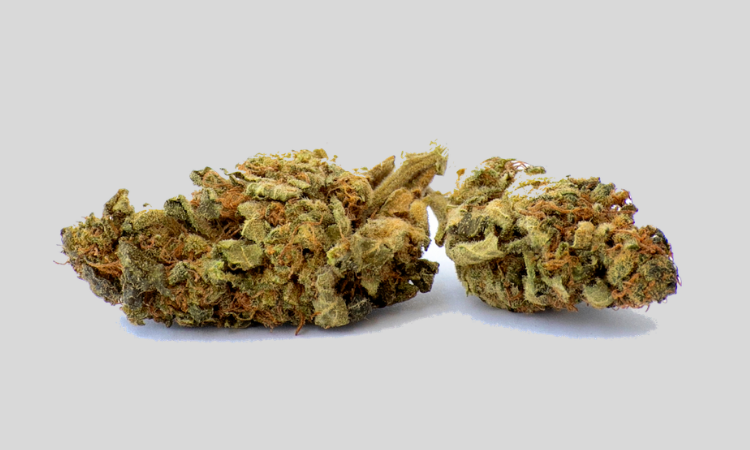 CBD flower Carmagnola V2 bulk