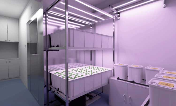 Capital Grow Box 5