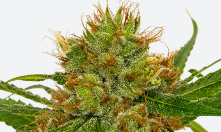 Fenoqueen CBD seeds