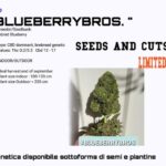 Blueberry CBD seeds and cuts