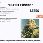 Autoflower CBD seeds Finest