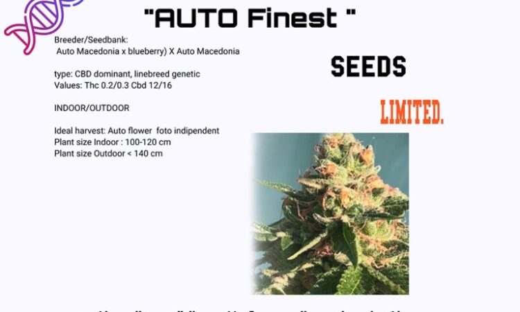 Autoflower CBD seeds Finest