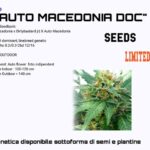 Autoflower CBD seeds Macedonia