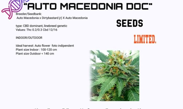 Autoflower CBD seeds Macedonia