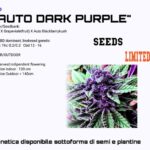 Autoflower CBD seeds purple