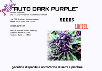 Autoflower CBD seeds purple