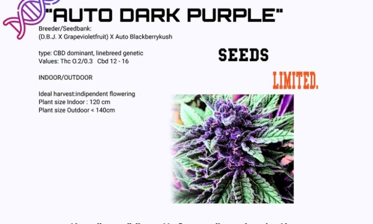 Autoflower CBD seeds purple