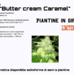 Butter Cream Caramel CBD plant cuts