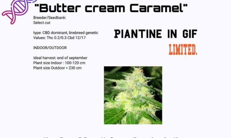 Butter Cream Caramel CBD plant cuts