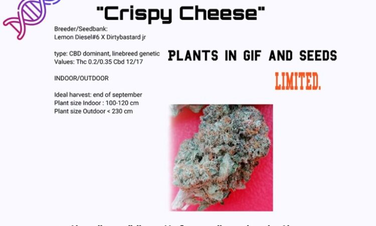 Crispy Cheese CBD seeds and cuts