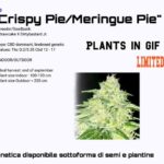 Crispy Pie CBD plant cuts