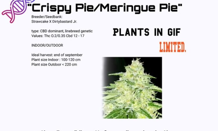 Crispy Pie CBD plant cuts