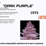 Dark Purple CBD plant cuts