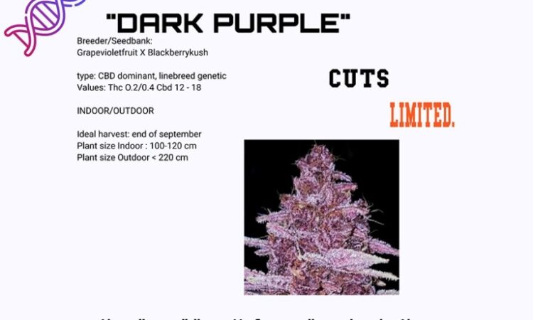 Dark Purple CBD plant cuts