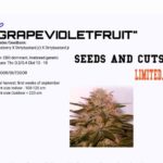 Grape Violet Fruit CBD seeds and cuts