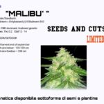 Malibu CBD seeds and cuts