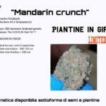 Mandarine Crunch CBD plant cuts