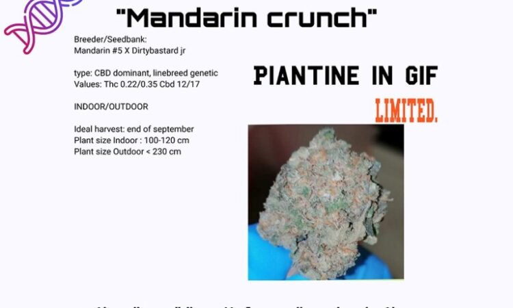 Mandarine Crunch CBD plant cuts