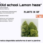 Old School Lemon Haze CBD plant cuts