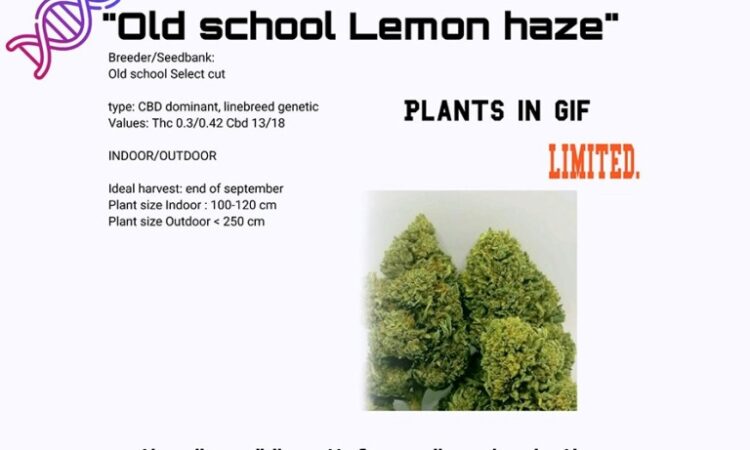 Old School Lemon Haze CBD plant cuts