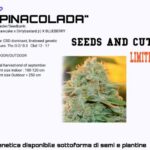 Pinacolada CBD seeds and cuts