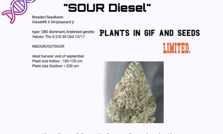 Sour Diesel CBD seeds and cuts