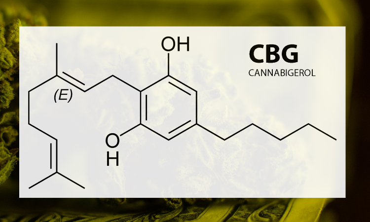 CBG - Cannabigerol - Mother of cannabinoids