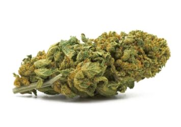 Avocado CBD Flowers 1