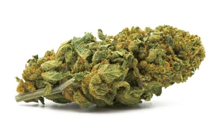 Avocado CBD Flowers 1