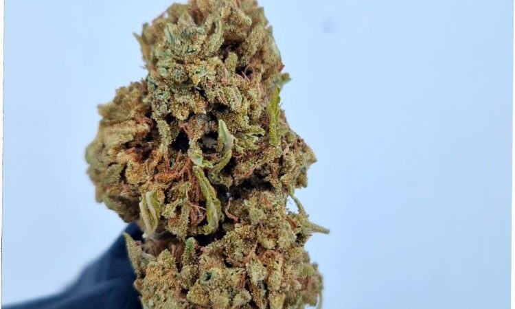 Avocado CBD Flowers 2