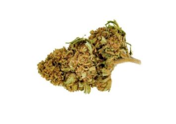 Harlequin CBD Flowers 1