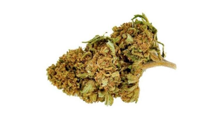 Harlequin CBD Flowers 1