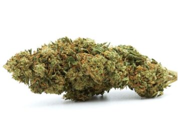 Lemon bi CBD Flowers 1