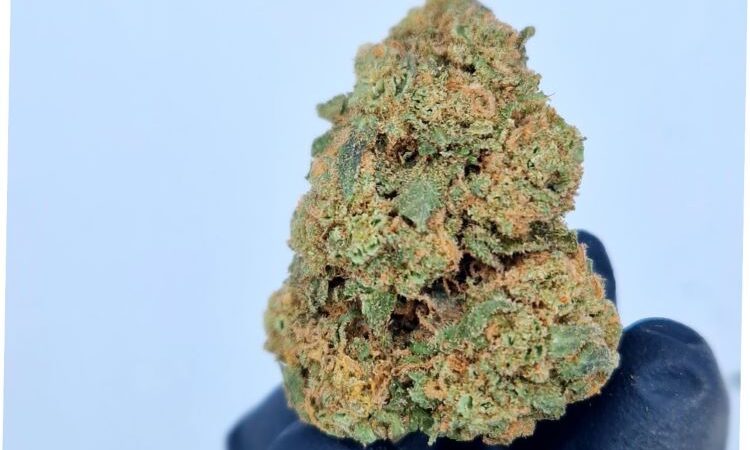 Lemon bi CBD Flowers 2