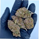 Pink Phanter CBD Flowers 2