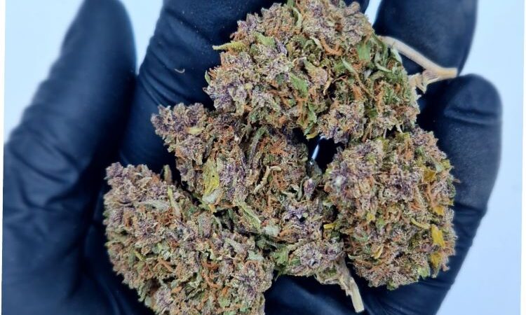 Pink Phanter CBD Flowers 2