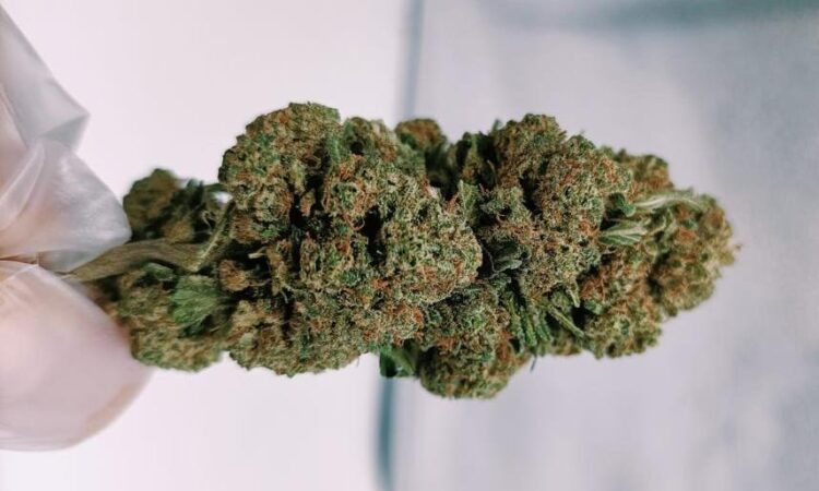 Cocomero CBD flowers