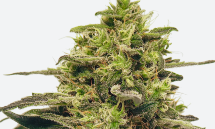 Fenocheese CBD seeds