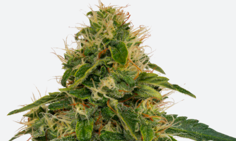 Fenomax CBD seeds