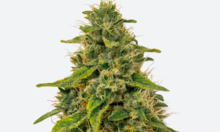 Fenomed CBD seeds