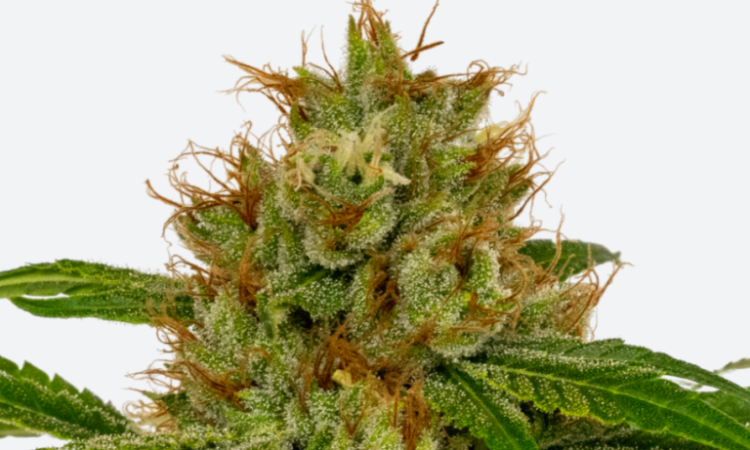 Fenoswiss CBD seeds