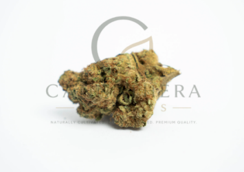 MEDICAL GRADE BLUEBERRY MUFFIN