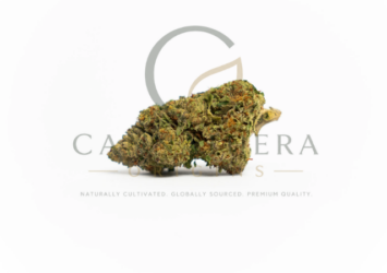 gelato 41 flower medical grade