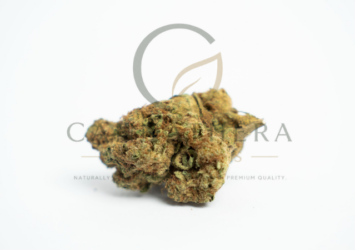 gelato 41 thca medical grade