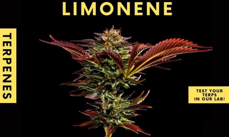 Limonene terpenes Cantopia